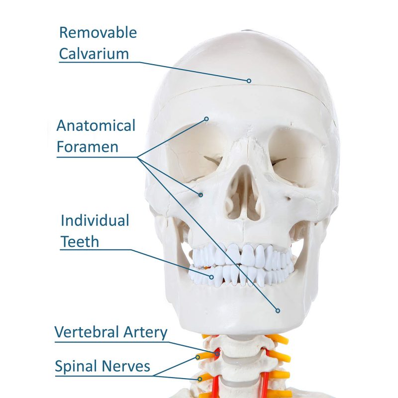 Human Skeleton Model for Anatomy Life Size 70.8 in with Rolling Stand