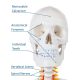 Human Skeleton Model for Anatomy Life Size 70.8 in with Rolling Stand