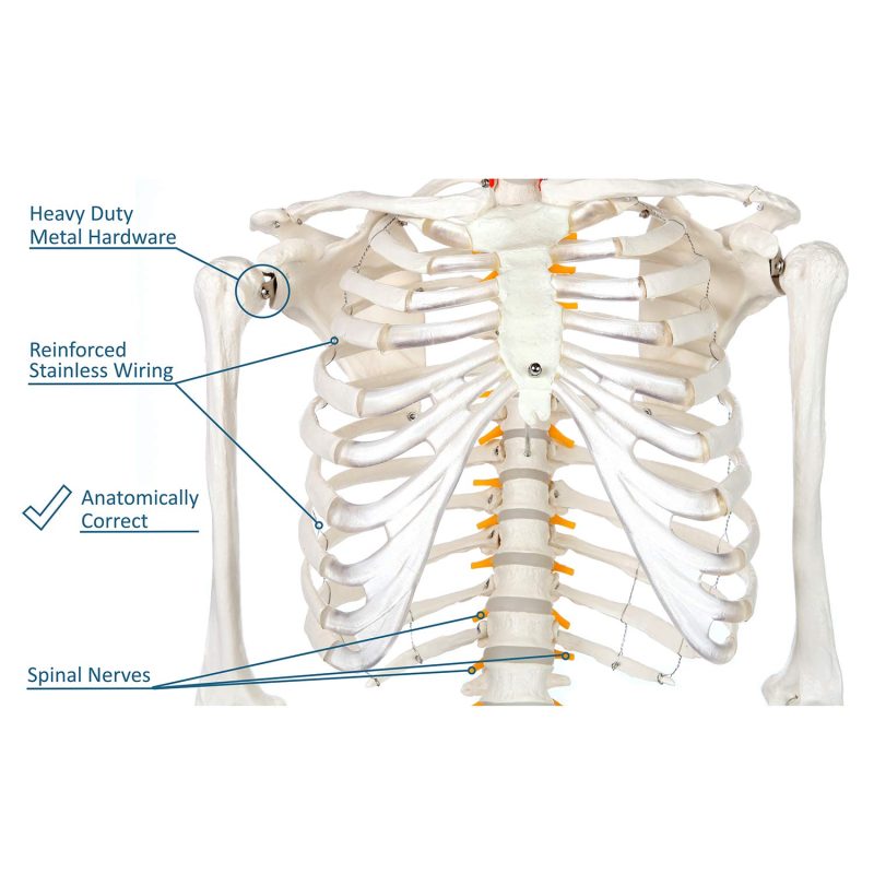 Human Skeleton Model for Anatomy Life Size 70.8 in with Rolling Stand