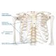 Human Skeleton Model for Anatomy Life Size 70.8 in with Rolling Stand