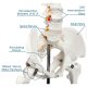 Human Skeleton Model for Anatomy Life Size 70.8 in with Rolling Stand