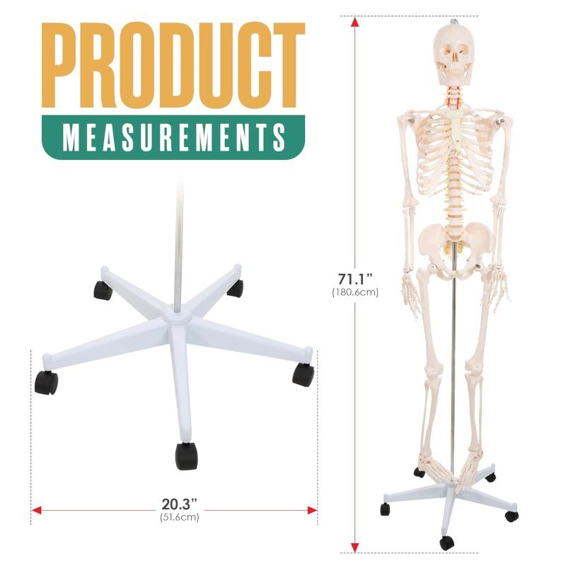 Human Skeleton Model for Anatomy Life Size 70.8 in with Rolling Stand