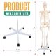 Human Skeleton Model for Anatomy Life Size 70.8 in with Rolling Stand