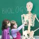 Human Skeleton Model for Anatomy Life Size 70.8 in with Rolling Stand