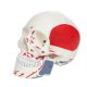 Life Size 3-Part Painted and Numbered Human Skull Model
