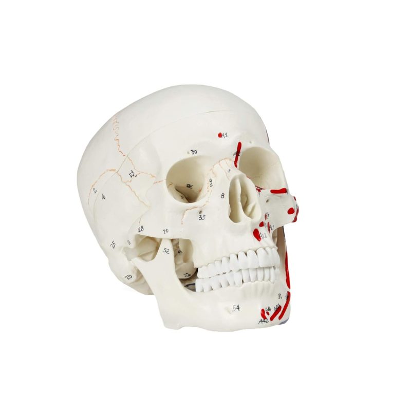 Life Size 3-Part Painted and Numbered Human Skull Model