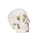Life Size 3-Part Painted and Numbered Human Skull Model