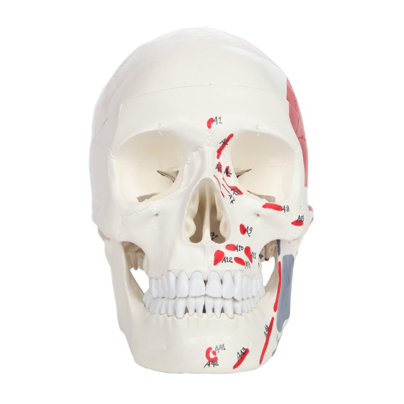 Life Size 3-Part Painted and Numbered Human Skull Model