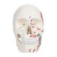 Life Size 3-Part Painted and Numbered Human Skull Model