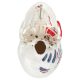 Life Size 3-Part Painted and Numbered Human Skull Model