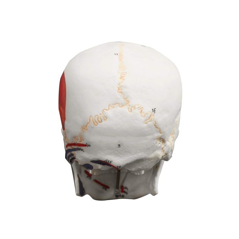 Life Size 3-Part Painted and Numbered Human Skull Model