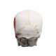 Life Size 3-Part Painted and Numbered Human Skull Model