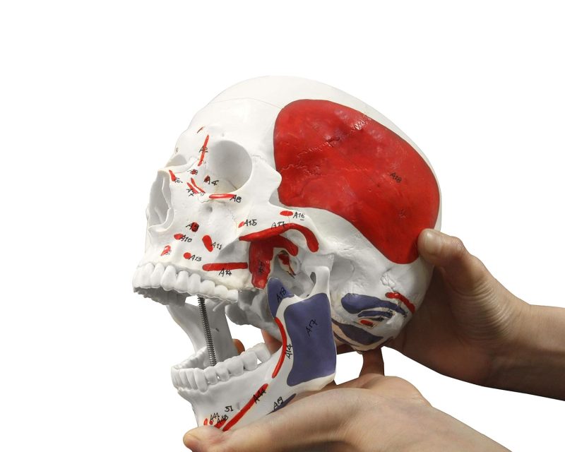 Life Size 3-Part Painted and Numbered Human Skull Model