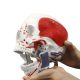 Life Size 3-Part Painted and Numbered Human Skull Model
