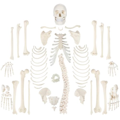 Kico Scientific Complete Disarticulated Life-Size Human Skeleton with 3-Part Skull Model and Study Guide Kico Scientific Complete Disarticulated Life-Size Human Skeleton with 3-Part Skull Model and Study Guide