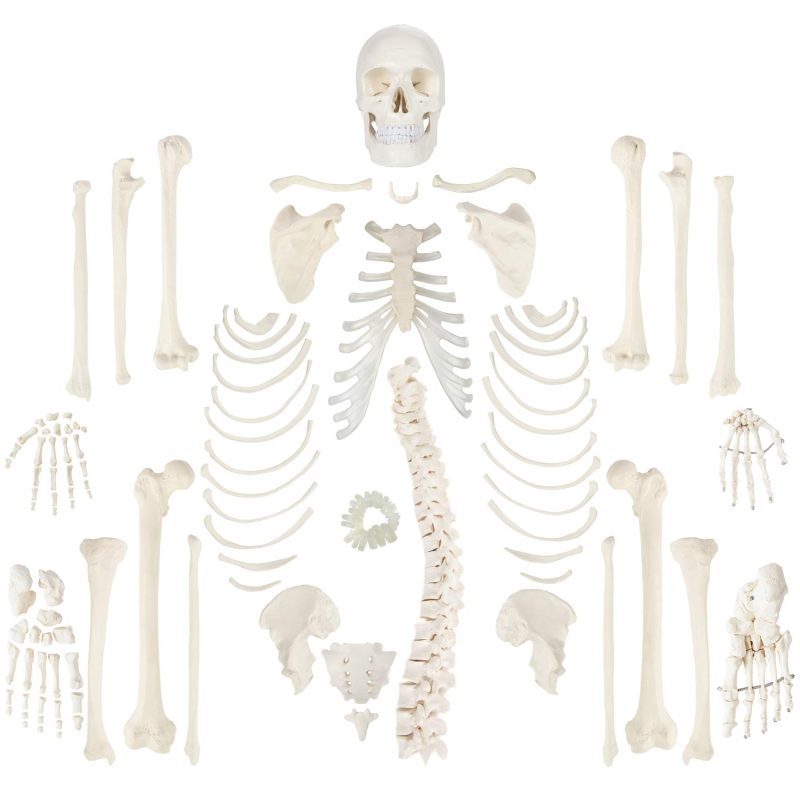 Kico Scientific Complete Disarticulated Life-Size Human Skeleton with 3-Part Skull Model and Study Guide