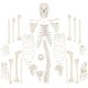 Kico Scientific Complete Disarticulated Life-Size Human Skeleton with 3-Part Skull Model and Study Guide