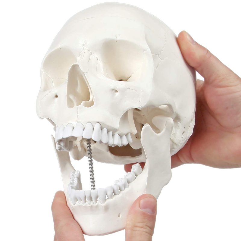 Life-Size Disarticulated Human Skeleton Model with 3 Part Human Skull
