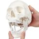Life-Size Disarticulated Human Skeleton Model with 3 Part Human Skull