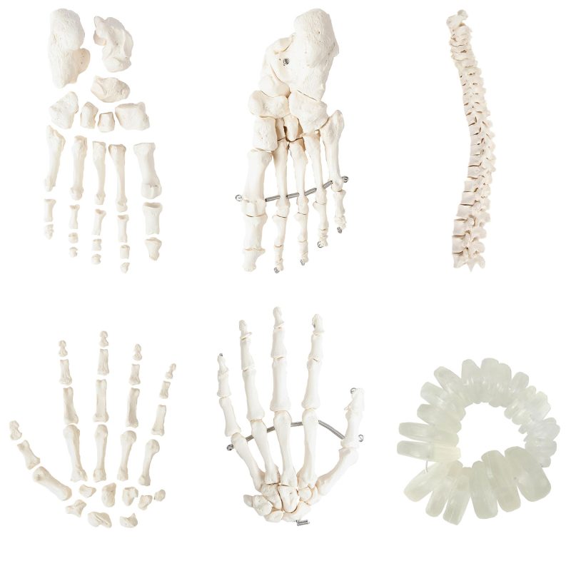 Life-Size Disarticulated Human Skeleton Model with 3 Part Human Skull