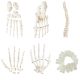 Life-Size Disarticulated Human Skeleton Model with 3 Part Human Skull