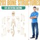 Life-Size Disarticulated Human Skeleton Model with 3 Part Human Skull