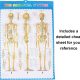 Life-Size Disarticulated Human Skeleton Model with 3 Part Human Skull