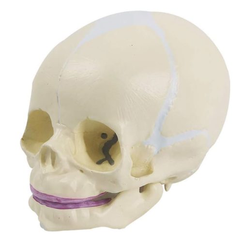 Life Size Human Infant Skull Model