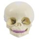 Life Size Human Infant Skull Model
