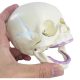 Life Size Human Infant Skull Model