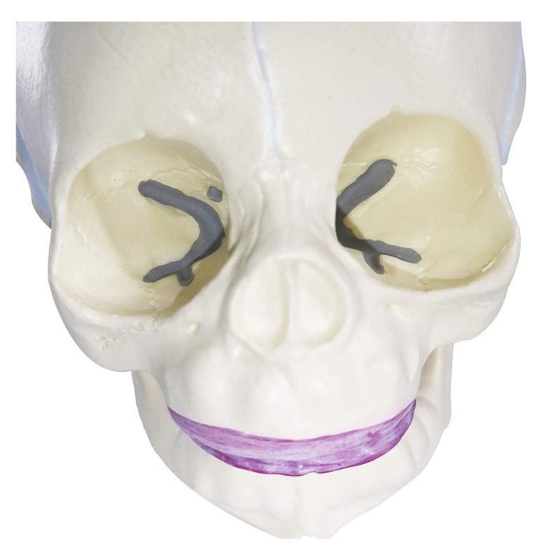 Life Size Human Infant Skull Model