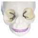 Life Size Human Infant Skull Model