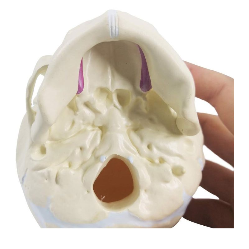 Life Size Human Infant Skull Model