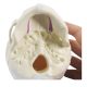 Life Size Human Infant Skull Model
