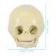 Life Size Human Infant Skull Model,Life Sized Fetus Skull