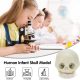 Life Size Human Infant Skull Model,Life Sized Fetus Skull