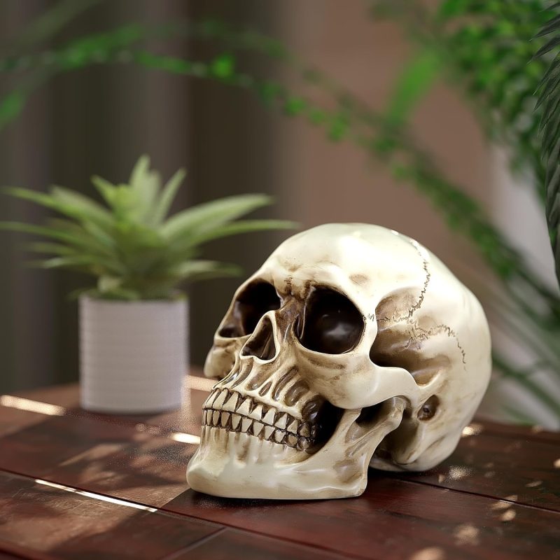 Life Size Human Skull Model 1:1 Replica Realistic Human Adult Skull Head Bone Model