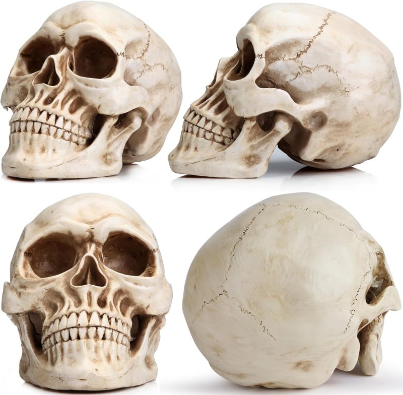 Life Size Human Skull Model 1:1 Replica Realistic Human Adult Skull Head Bone Model