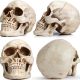 Life Size Human Skull Model 1:1 Replica Realistic Human Adult Skull Head Bone Model