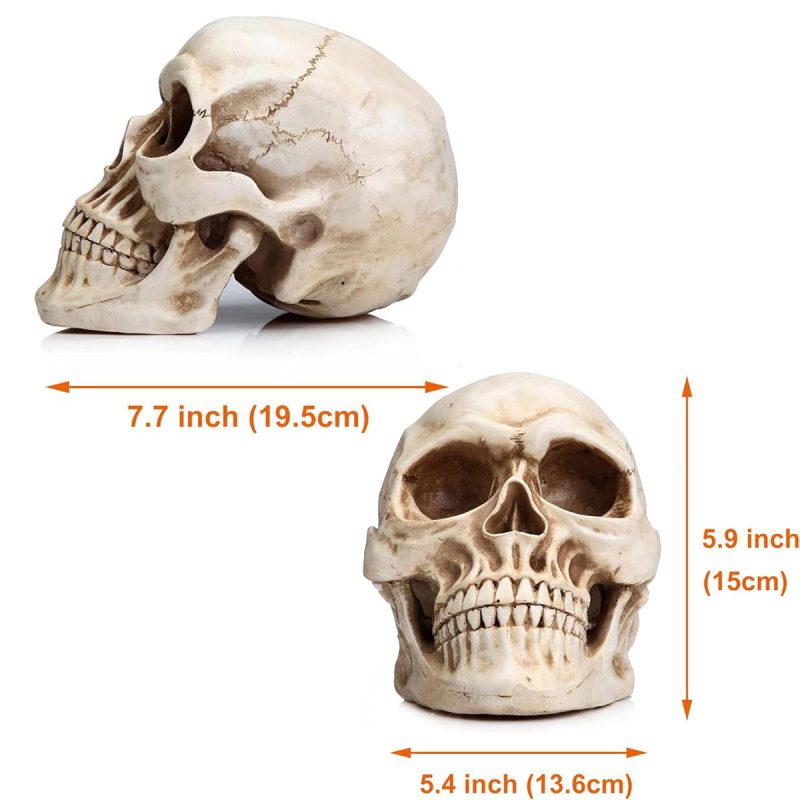Life Size Human Skull Model 1:1 Replica Realistic Human Adult Skull Head Bone Model