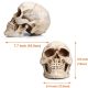 Life Size Human Skull Model 1:1 Replica Realistic Human Adult Skull Head Bone Model