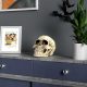 Life Size Human Skull Model 1:1 Replica Realistic Human Adult Skull Head Bone Model