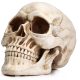 Life Size Human Skull Model 1:1 Replica Realistic Human Adult Skull Head Bone Model