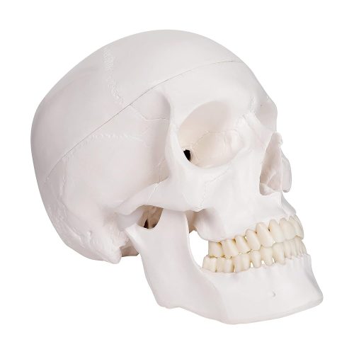 Life-size Human Adult Skull Anatomical Model, 3 Parts