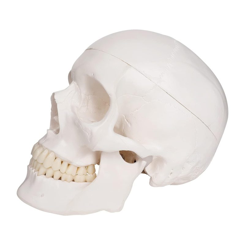Life-size Human Adult Skull Anatomical Model, 3 Parts