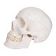 Life-size Human Adult Skull Anatomical Model, 3 Parts