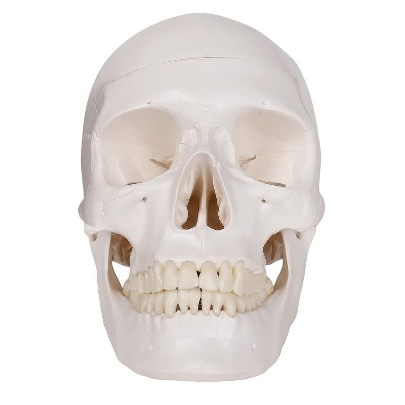 Life-size Human Adult Skull Anatomical Model, 3 Parts