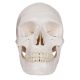 Life-size Human Adult Skull Anatomical Model, 3 Parts