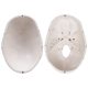 Life-size Human Adult Skull Anatomical Model, 3 Parts