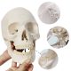 Life-size Human Adult Skull Anatomical Model, 3 Parts